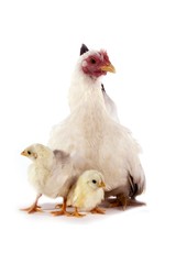 Nagasaki Domestic Chicken, Hen and Chicks against White Background