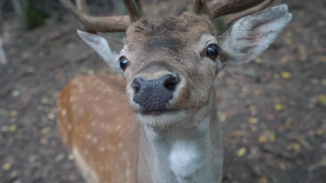 Close up slow motion fallow deer close to camera in forest landscape
