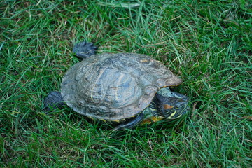 Medium land turtle 