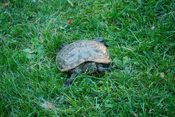 Medium land turtle 