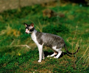 Cornish Rex Domestic Cat