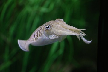 Cuttlefish, sepia sp.