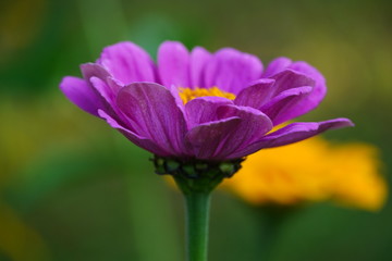 Beautiful macro pictures of different flowers