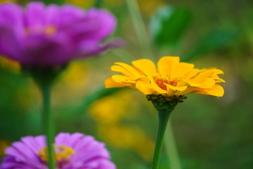 Closeup flower in a botanical garden