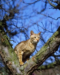 Oriental Chocolate Spotted Tabby Domestic Cat standing in Tree