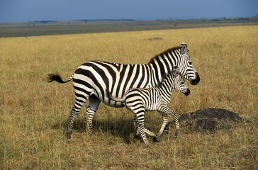 Fototapeta na wymiar Burchell's Zebra, equus burchelli, Female with Foal, Masai Mara Park in Kenya