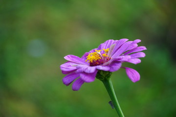 Closeup flower in a botanical garden