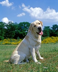 Yellow Labrador Retriever, Dog Sitting on Grass