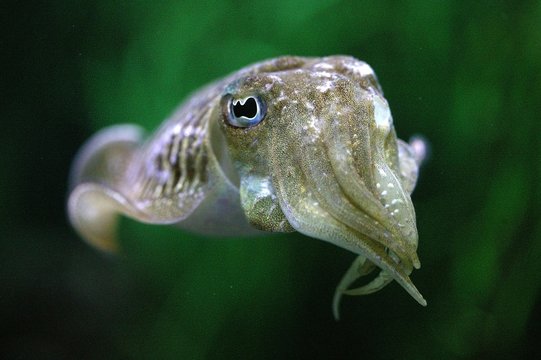 Cuttlefish, sepia sp.