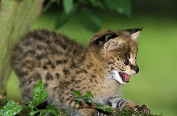 Fototapeta na wymiar Serval, leptailurus serval, Cub