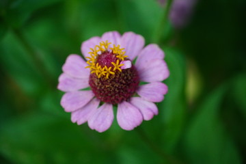 Closeup flower in a botanical garden