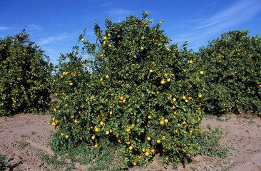 Fototapeta na wymiar Orange Tree, citrus sinensis in Corsica