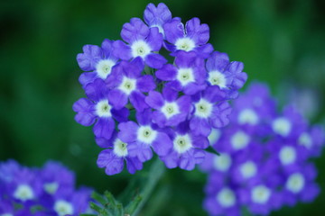 Fototapeta na wymiar Closeup flower in a botanical garden