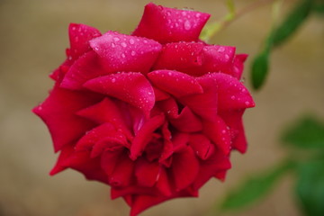 Macro photo ofa beautiful red rose with rain drops on it