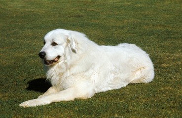 Great Pyrenees Dog or Pyrenean Mountain Dog