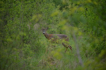 Capreolus capreolus on the glade with green bushes