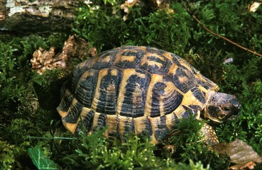 Hermann's Tortoise, testudo hermanni standing on Moss