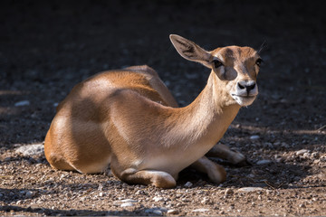 Blackbuck antilope cervicapra indian antelope female lying on the ground and looking at the camera