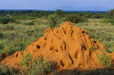 Termite Hill in Kenya