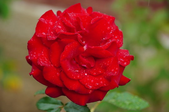 Macro photo ofa beautiful red rose with rain drops on it