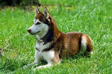 Siberian Husky, Adult Laying on Grass