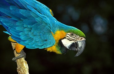 Blue-and-Yellow Macaw, ara ararauna