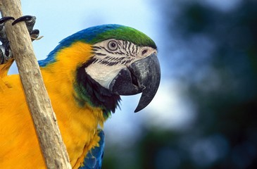Blue-and-Yellow Macaw, ara ararauna