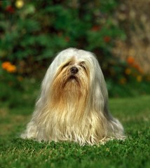 Lhassa Apso or Lhasa Apso, Dog sitting on Lawn