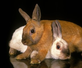 Dwarf Rabbits against Black Background