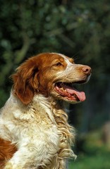 Brittany Spaniel, Portrait of Dog with Open Mouth