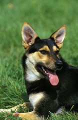 Fototapeta premium Dog laying on Grass