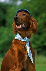 Irish Setter or Red Setter, Disguised Dog