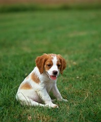 Brittany Spaniel, Pup sitting on Grass