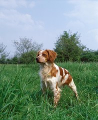 Brittany Spaniel, Dog standing on Grass