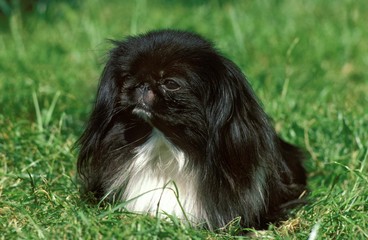 Pekinese Dog laying on Grass