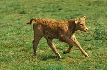 Limousine Domestic Cattle, a French Breed, Calf running © slowmotiongli