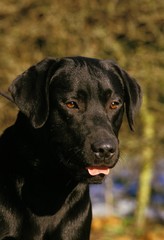 Black Labrador Retriever, Portrait of Dog