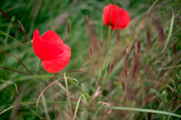 Obraz premium The poppies flowers in a green meadow close-up