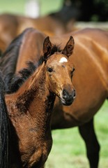 English Thoroughbred Horse, Foal