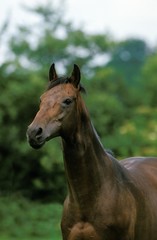 Obraz na płótnie Canvas English Thoroughbred Horse
