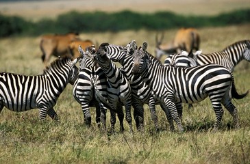 Fototapeta na wymiar Burchell's Zebra, equus burchelli, Herd at Masai Mara Park in Kenya