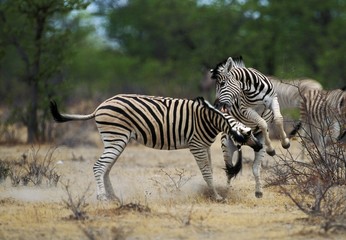 Fototapeta na wymiar Burchell's Zebra, equus burchelli, Males Fighting, Masai Mara Park in Kenya