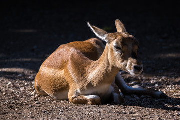 Blackbuck antilope cervicapra indian antelope female lying on the ground and relaxing