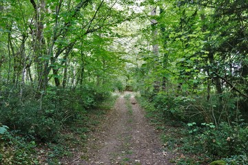 Chemin en foret française