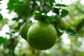 Grapefruit in a botanical garden