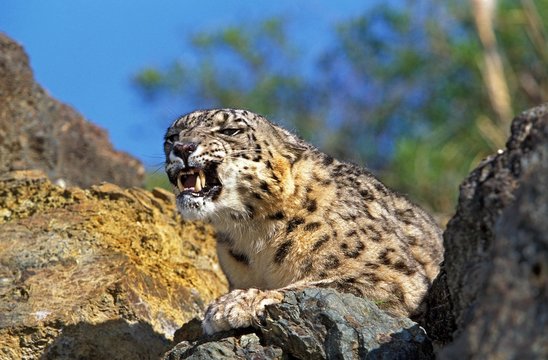 Snow Leopard or Ounce, uncia uncia, Snarling