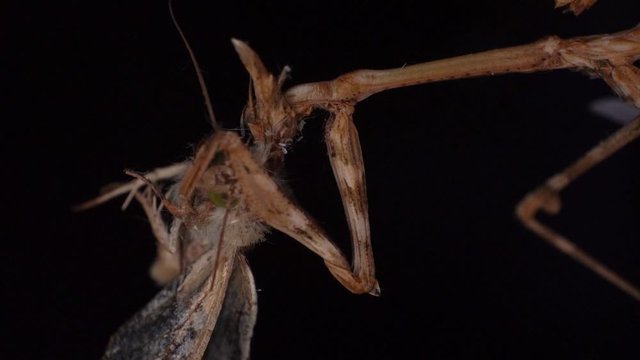Conehead mantis extreme macro devour a moth in slow motion
