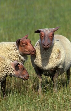 Rouge de l'Ouest Domestic Sheeps, a French Breed