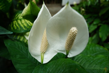 Beautiful flower in a botanical garden 