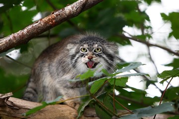 Manul or Pallas's Cat, otocolobus manul,, Adult standing on Branch, Snarling